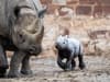 Chester Zoo: Watch the moment an endangered baby rhino is born - captured on CCTV