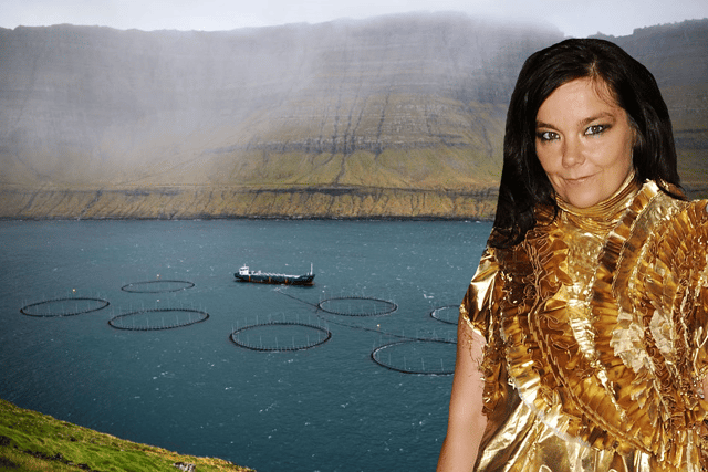 Björk has taken aim at the controversial practice of open pen fish farming (NationalWorld/Getty)