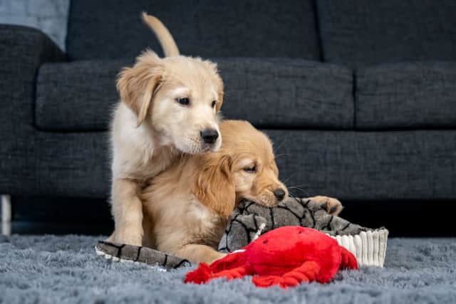 New puppy owners are feeling overwhelmed by mountains of frequently contradictory online information, researchers found (Royal Canin/PinPep/SWNS)