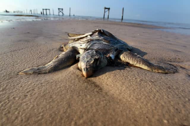 Over one million gallons of crude oil has leaked into the Gulf of Mexico - home to world's most endangered whales and sea turtles. (Photo: Getty Images)