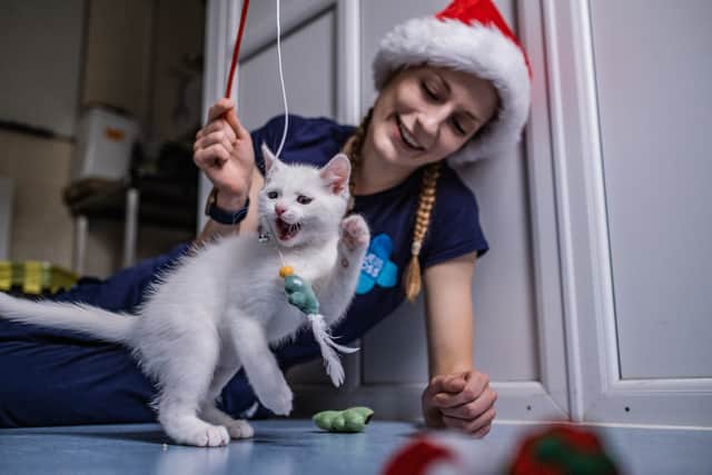Tiny Tim with Laura Morris from the Burford rehoming centre, who originally fostered the kitten, and has since gone on to adopt him (Photo: Martin Phelps / SWNS)