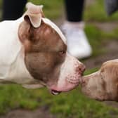 Two XL bully dogs during a protest against the government's decision to ban the breed (Jacob King/PA Wire)