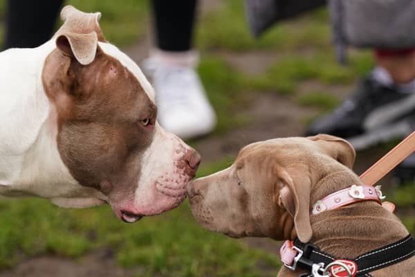 Two XL bully dogs during a protest against the government's decision to ban the breed (Jacob King/PA Wire)