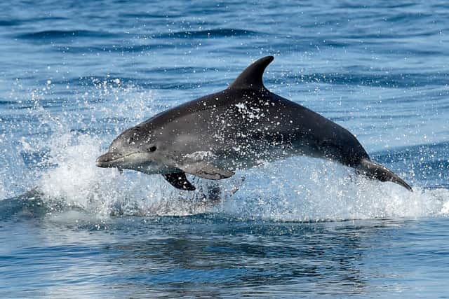 One Burrunan dolphin in Australia had PFAS in its liver concentration almost 30% higher than any other dolphin recorded globally. (Photo: AFP via Getty Images)