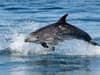 PFAS chemicals: Endangered Burrunan dolphins suffer highest known level of 'forever chemicals' in the world