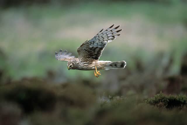 Red-listed hen harriers are meeting awful fates on gamebird estates, the report found (Photo: Andy Hay/RSPB/PA Wire)