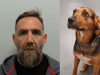 National Crime Agency: Happy ending for 'unwitting accomplice' dog rescued from a life of organised crime