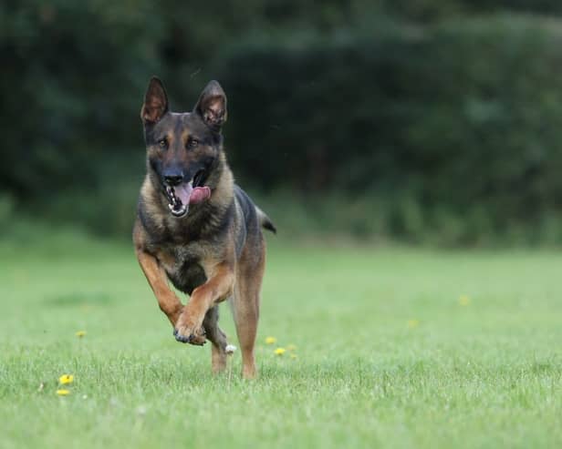 Police dog Wolf of Nottinghamshire Police