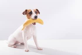 Eating a banana for breakfast isn't as good for you as you might think. (Picture: Adobe Stock) 
