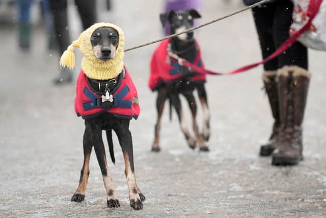 When is it too cold to walk your dog? (Photo:  Christopher Furlong/Getty Images)