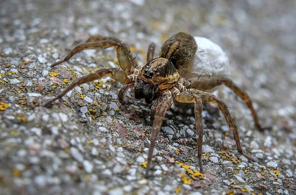 A man claims a wolf spider laid eggs in his toe - but experts have debunked this.