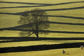 Sheep are contained in a field bound by dry stone walls in the Peak District national park (Photo: OLI SCARFF/AFP via Getty Images)