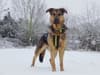 Dogs Trust: Experts issue advice on keeping dogs safe as UK faces wintry cold snap