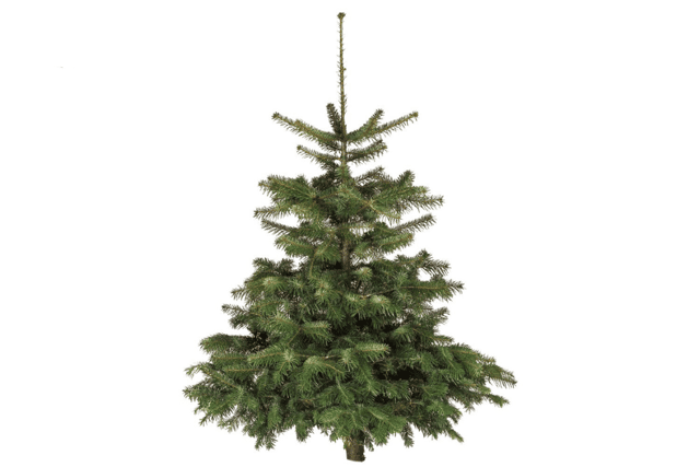 Lidl is selling its Medium Nordmann Fir Non-Drop Christmas Tree for £16.99