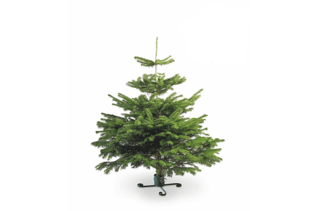 Aldi's Medium Nordman Fir Christmas Tree retails at £16.99