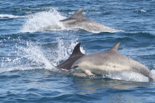 England's last pod of "highly intelligent" bottlenose dolphins, off the south coast, are at serious risk of extinction. (Photo: Marine Discovery/PA Wire)