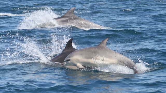 England's last pod of "highly intelligent" bottlenose dolphins, off the south coast, are at serious risk of extinction. (Photo: Marine Discovery/PA Wire)