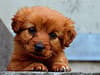 Puppies for sale online connected to organised crime including funding drug traffickers & other illegal activities