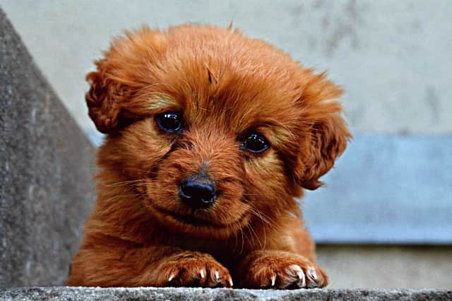 These puppies are being advertised over social media (Image: Getty)