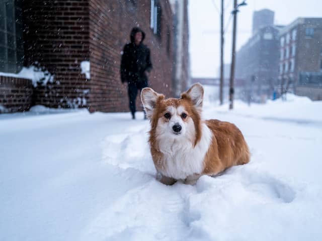 Tips on how to keep your dog warm during cold weather this winter (Photo: Stephen Maturen/Getty Images)