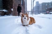 Tips on how to keep your dog warm during cold weather this winter (Photo: Stephen Maturen/Getty Images)
