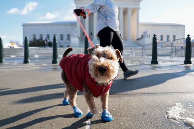 Keep your dog warm in cold weather with a dog coat and boots (Photo: Anna Moneymaker/Getty Images)