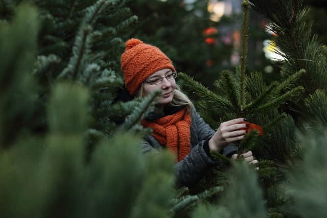 A shopper searches for a Christmas tree (Photo: Andreas Rentz/Getty Images)