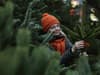 How to stop Christmas tree needles from falling: tips and hacks to avoid pine needles dropping off