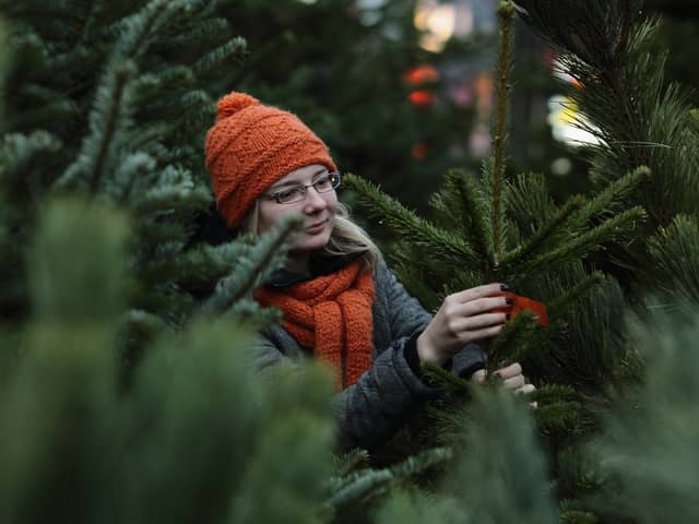 A shopper searches for a Christmas tree (Photo: Andreas Rentz/Getty Images)
