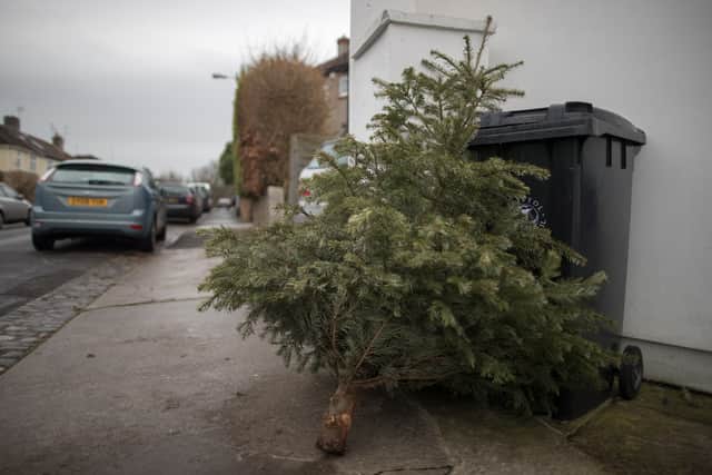 Avoid this sad scene with our Christmas tree maintenance tips (Photo: Matt Cardy/Getty Images)