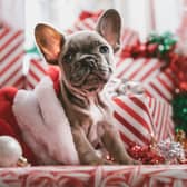 Dog-friendly Christmas tips including non-toxic trees and puppy-safe dinners 