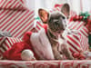 Dog-friendly Christmas: Best ways to keep your pet safe including non-toxic trees & dog-safe dinners