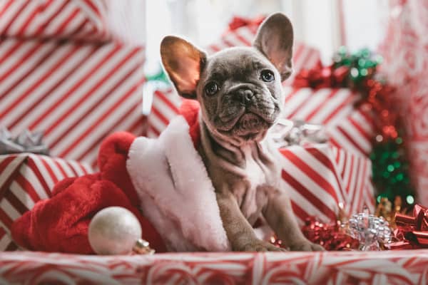 Dog-friendly Christmas tips including non-toxic trees and puppy-safe dinners 