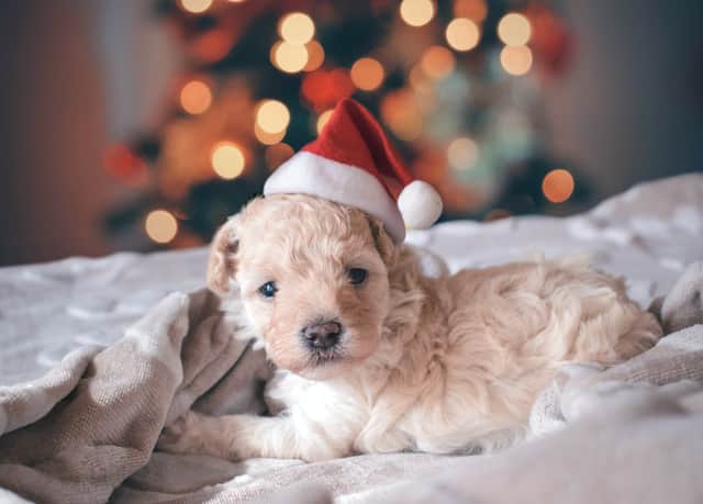 For those wanting to hold a dog-friendly Christmas dinner this year, it can be difficult to know what food is safe to feed your pooch and what is outright toxic