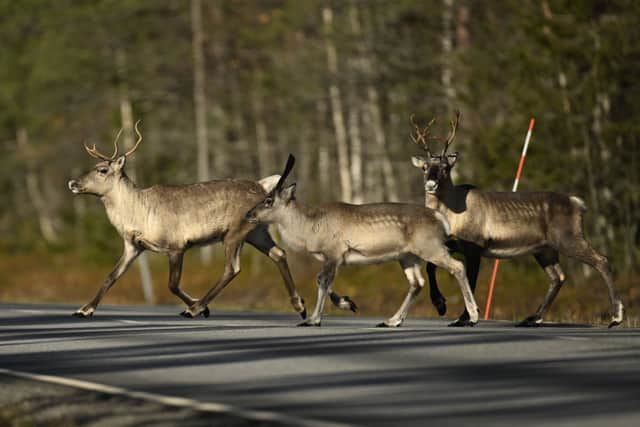 The A11 in Suffolk was closed in both directions while police tried to catch a "large number" of reindeer. (Photo: AFP via Getty Images)