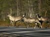 Reindeer A11: Major road shut in Suffolk while police try to catch a 'large number' of reindeer running around