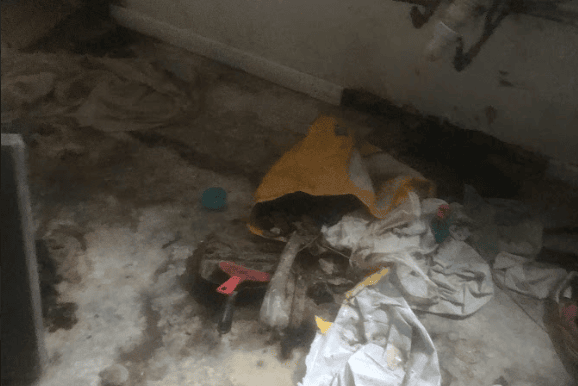 The animals were found living in squalid conditions, with a dog found to have eaten plastic (Photo: RSPCA/Supplied)