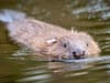 Beavers: Plan to reintroduce beaver families to UK's biggest national park gets the go-ahead