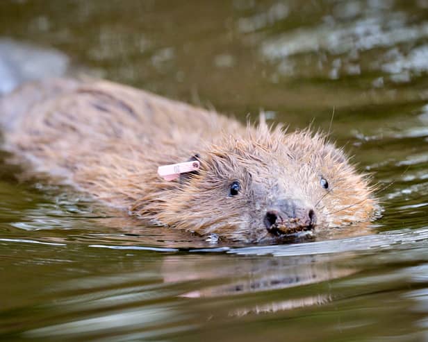As many as fifteen beaver families may be released along the River Spey in the years to come (Photo: Ben Birchall/PA Wire)