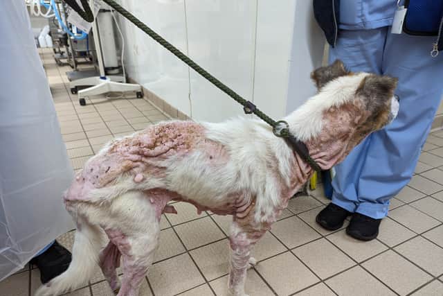 Buster had very little hair left after he was discovered (Photo: RSPCA)