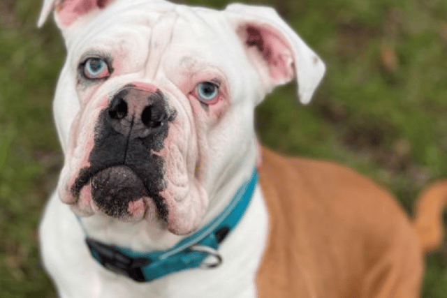 Gromit is completely deaf, and needs a new home (Photo: SSPCA)