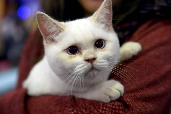A white cat was hanged in Cheltenham and the RSPCA is investigating. This is a library picture for illustrative purposes Picture: Adem Altan/AFP via Getty Images