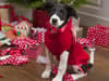 Christmas 2023: Cats are missing out these holidays - with dog owners spending 27% more on pet presents