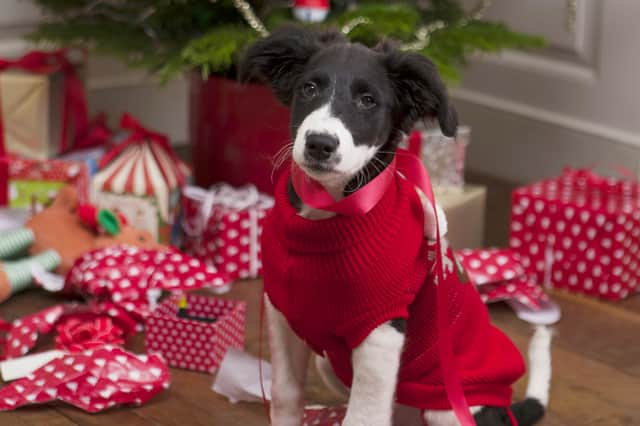 Dogs are set to have 27% more spent on them this Christmas than cats, research has revealed (Photo: SWNS)