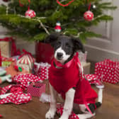 Dogs are set to have 27% more spent on them this Christmas than cats, research has revealed (Photo: SWNS)