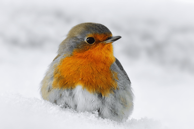 Winter can be a tough time, event for iconic winter birds like the robin (Photo: Stefan Witt/Pexels/Supplied)
