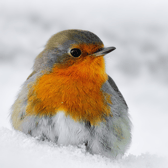 Winter can be a tough time, event for iconic winter birds like the robin (Photo: Stefan Witt/Pexels/Supplied)