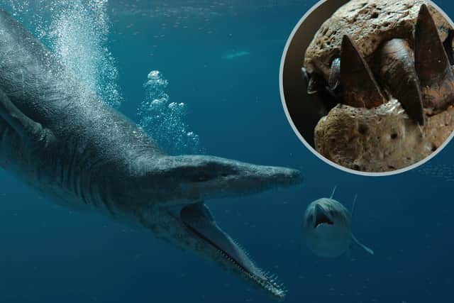 A 150 million year old seas monster skull has been discovered in Dorset