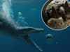 Pliosaur skull discovery: sea monster fossil found in Dorset to feature on David Attenborough documentary
