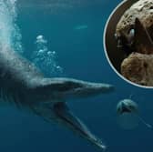 A 150 million year old seas monster skull has been discovered in Dorset